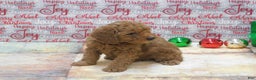 Goldendoodle dogs for sale: Mini Gemma - Ad 8