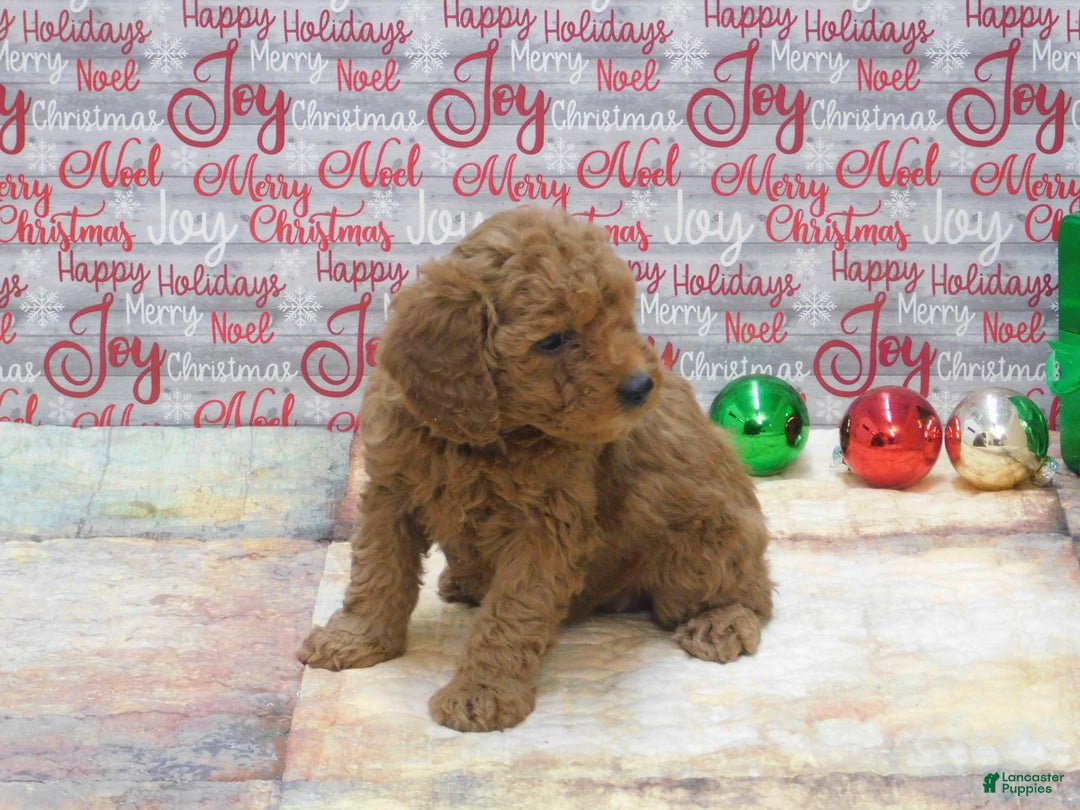 Goldendoodle dogs for sale: Mini Gemma - Ad 8