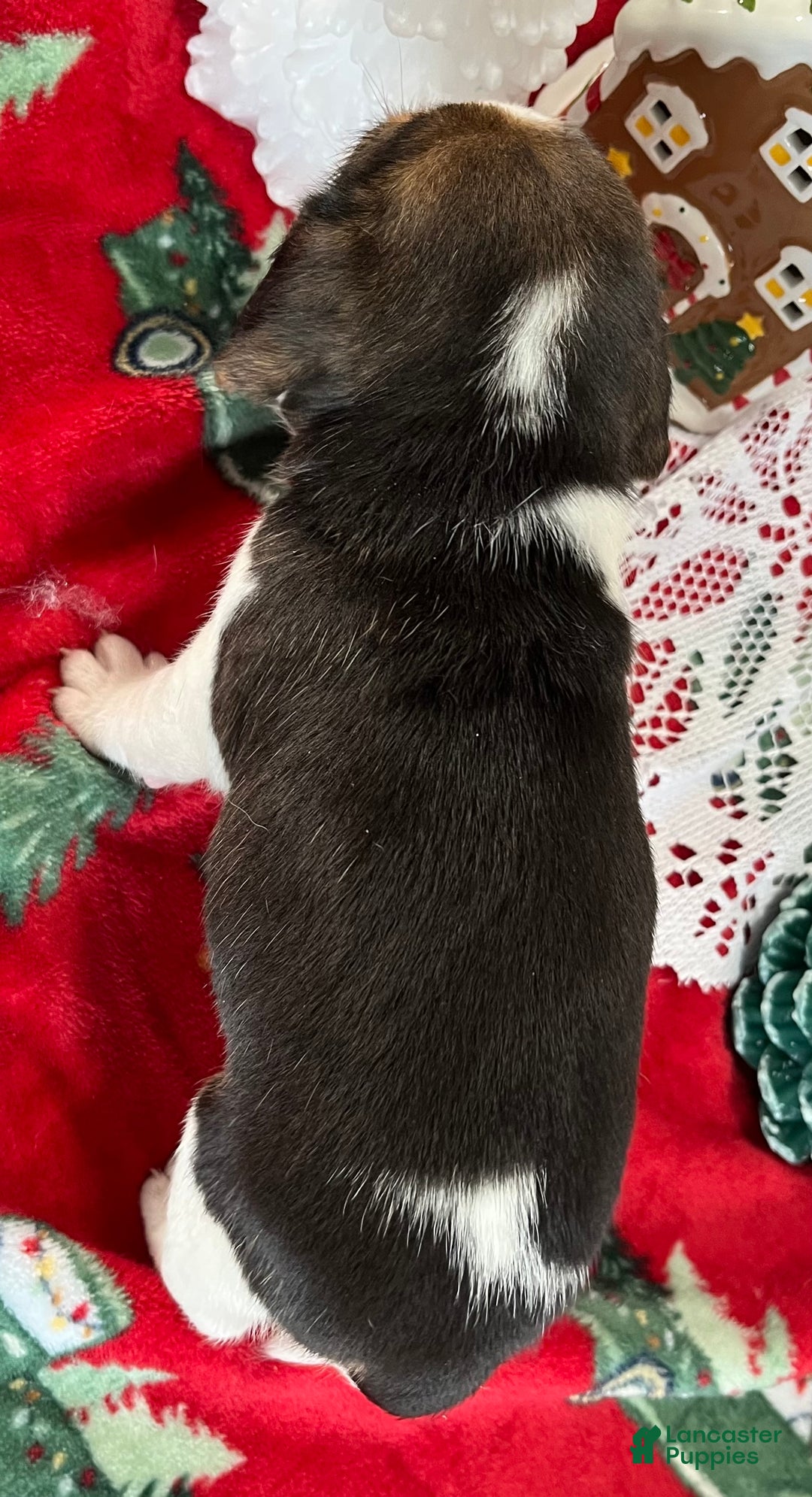 Beagle dogs for sale: Beagle Puppy 3 - Ad 7