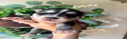 Siberian Husky dogs for sale: Pink collar female - Ad 3