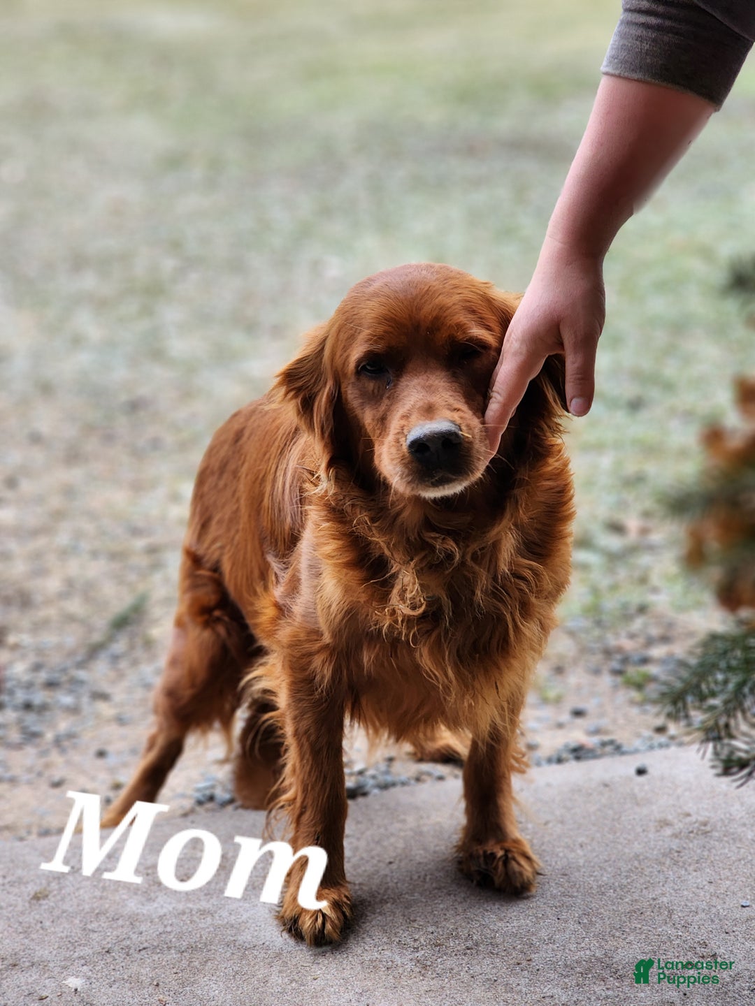 Golden Retriever dogs for sale: Ruby - Ad 5