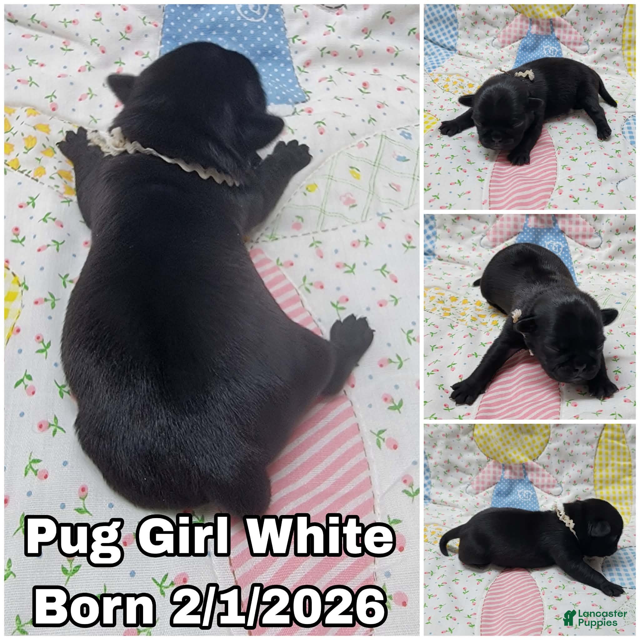 Pug dogs Pug Puppy Girl White - Ad 9
