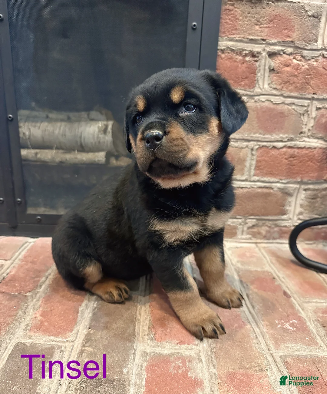 Rottweiler dogs for sale: Tinsel  - Ad 1