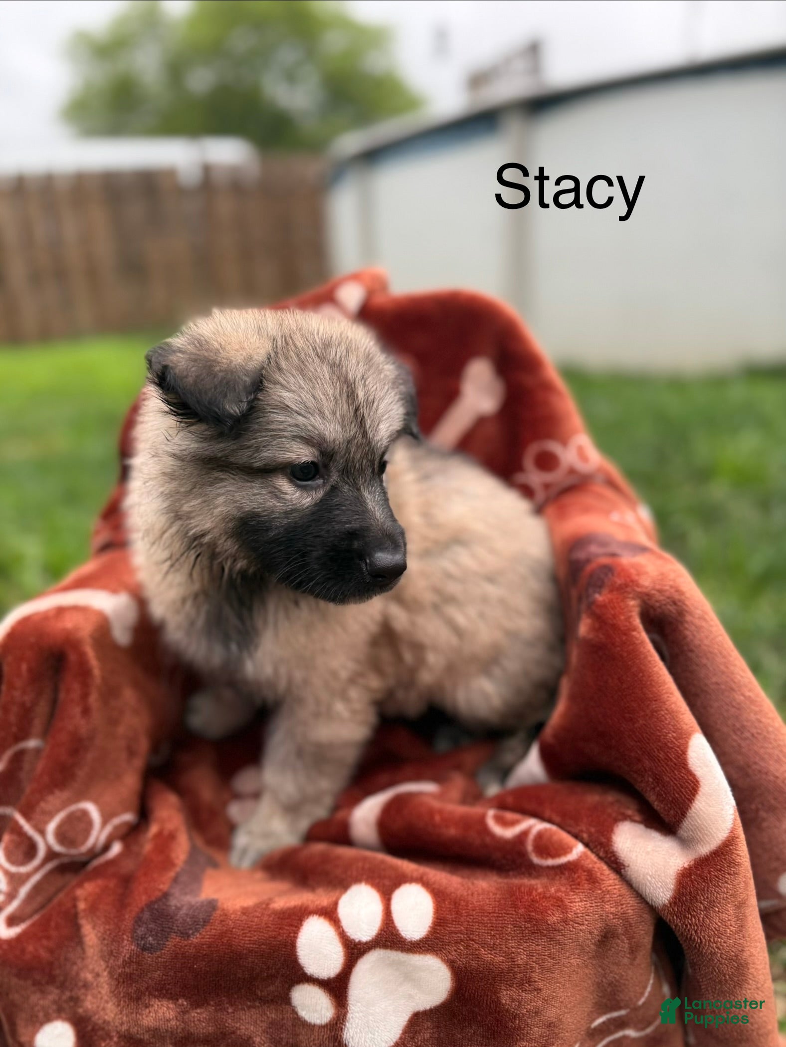 German Shepherd dogs Stacy long coat silver sable  - Ad 2