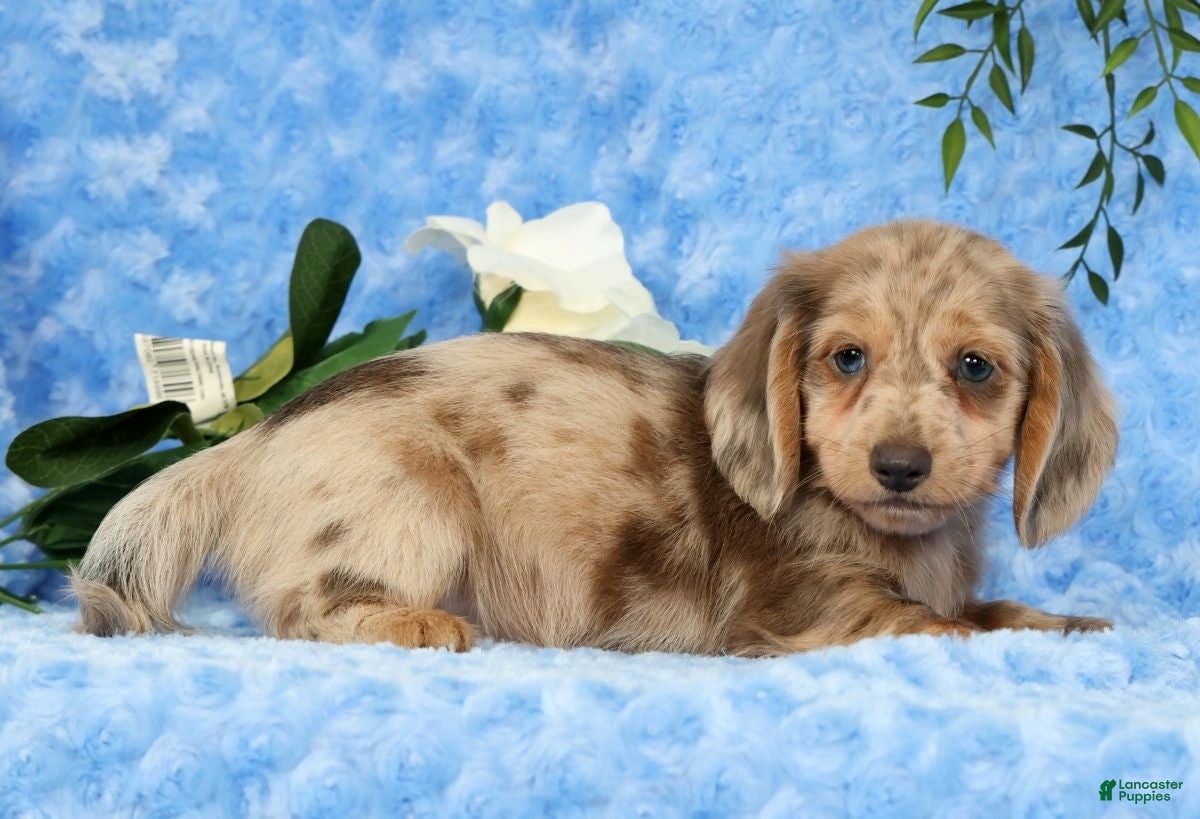 Miniature Dachshund dogs for sale: Silas - Ad 6
