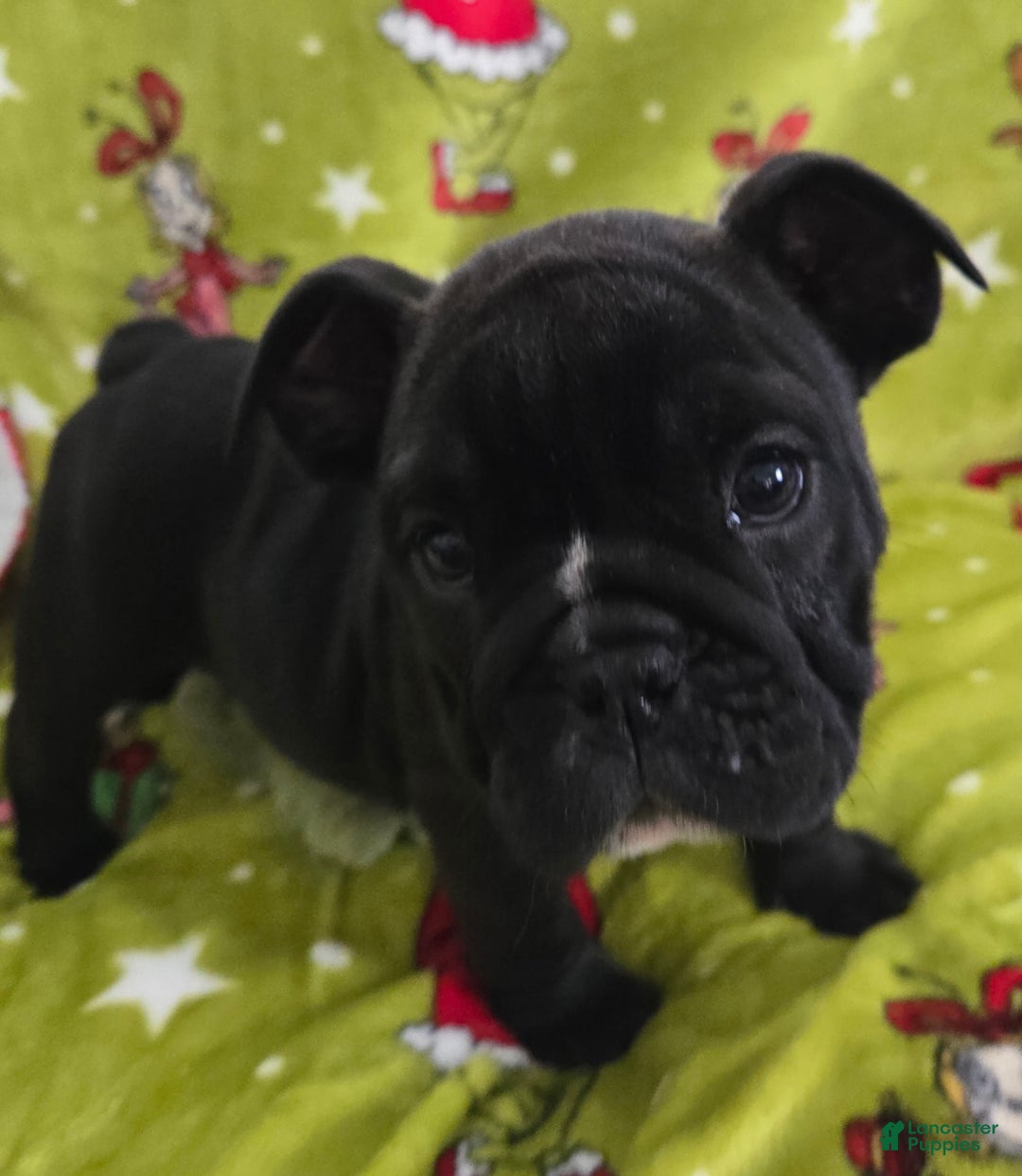 English Bulldog dogs for sale: Angus - Ad 3