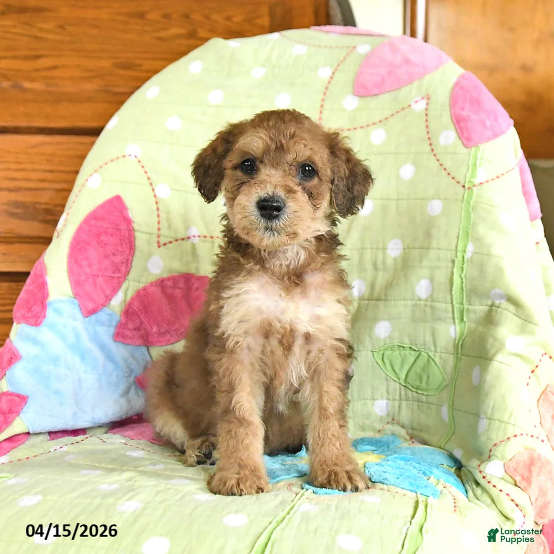 Mini Goldendoodle dogs for sale: Krissy - Ad 1