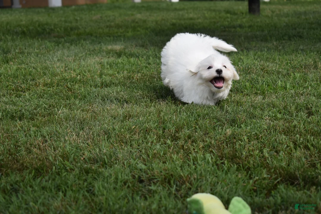 Maltese dogs for sale: Rusty ✨ - Ad 11