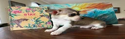 Chihuahua dogs for sale: Chihuahua 1 - Ad 3