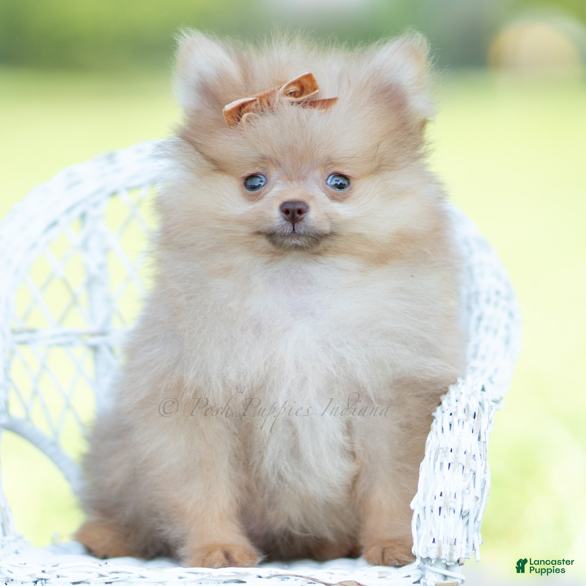 Pomeranian dogs Tiny toto  - Ad 15