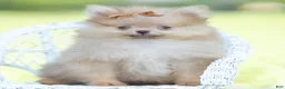 Pomeranian dogs for sale: Tiny toto  - Ad 1