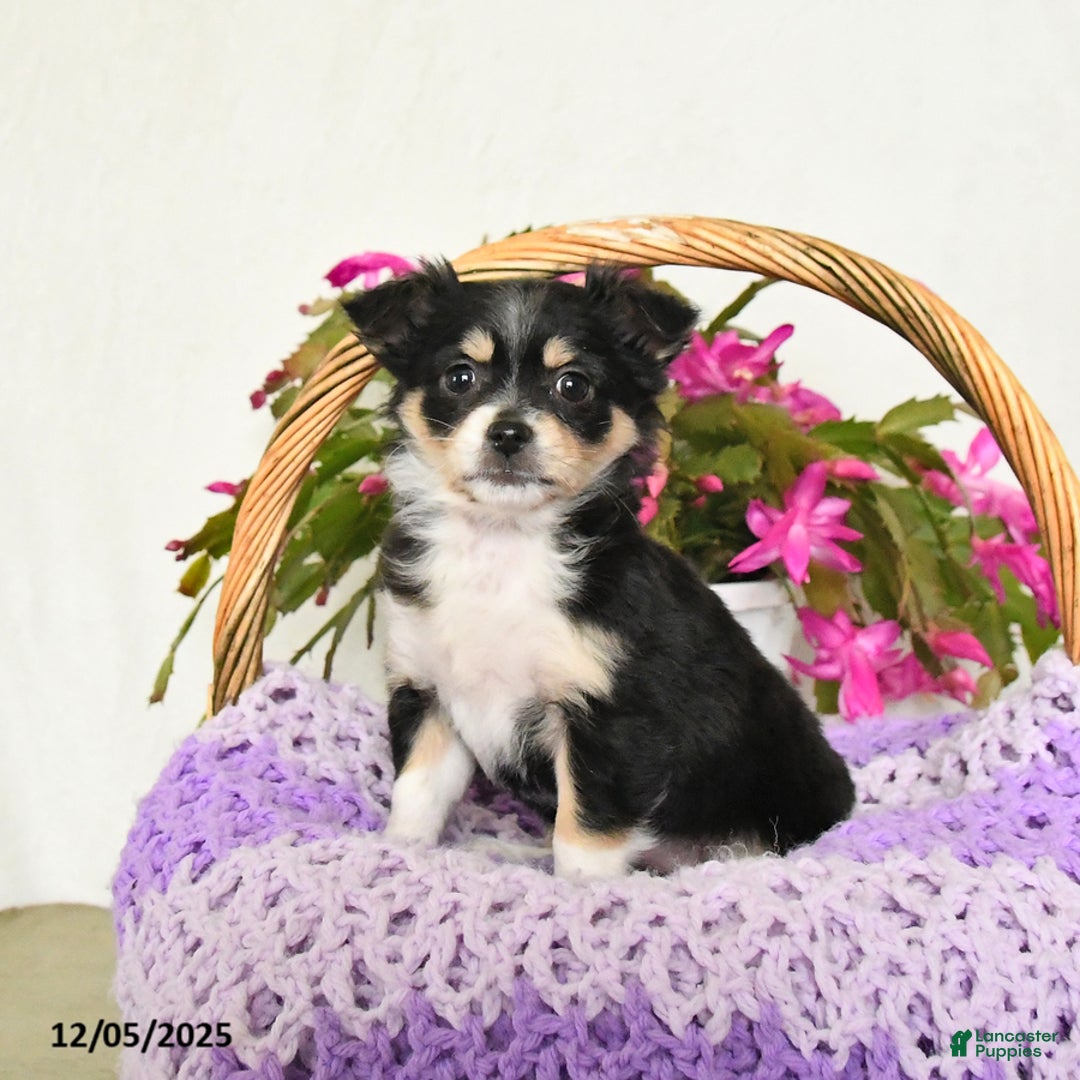 Chihuahua dogs for sale: Fancy - Ad 1