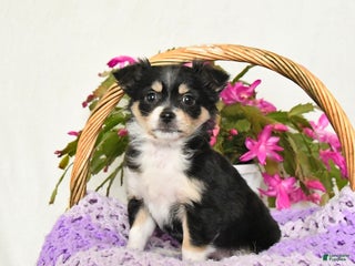 Chihuahua dogs Fancy - Ad 5