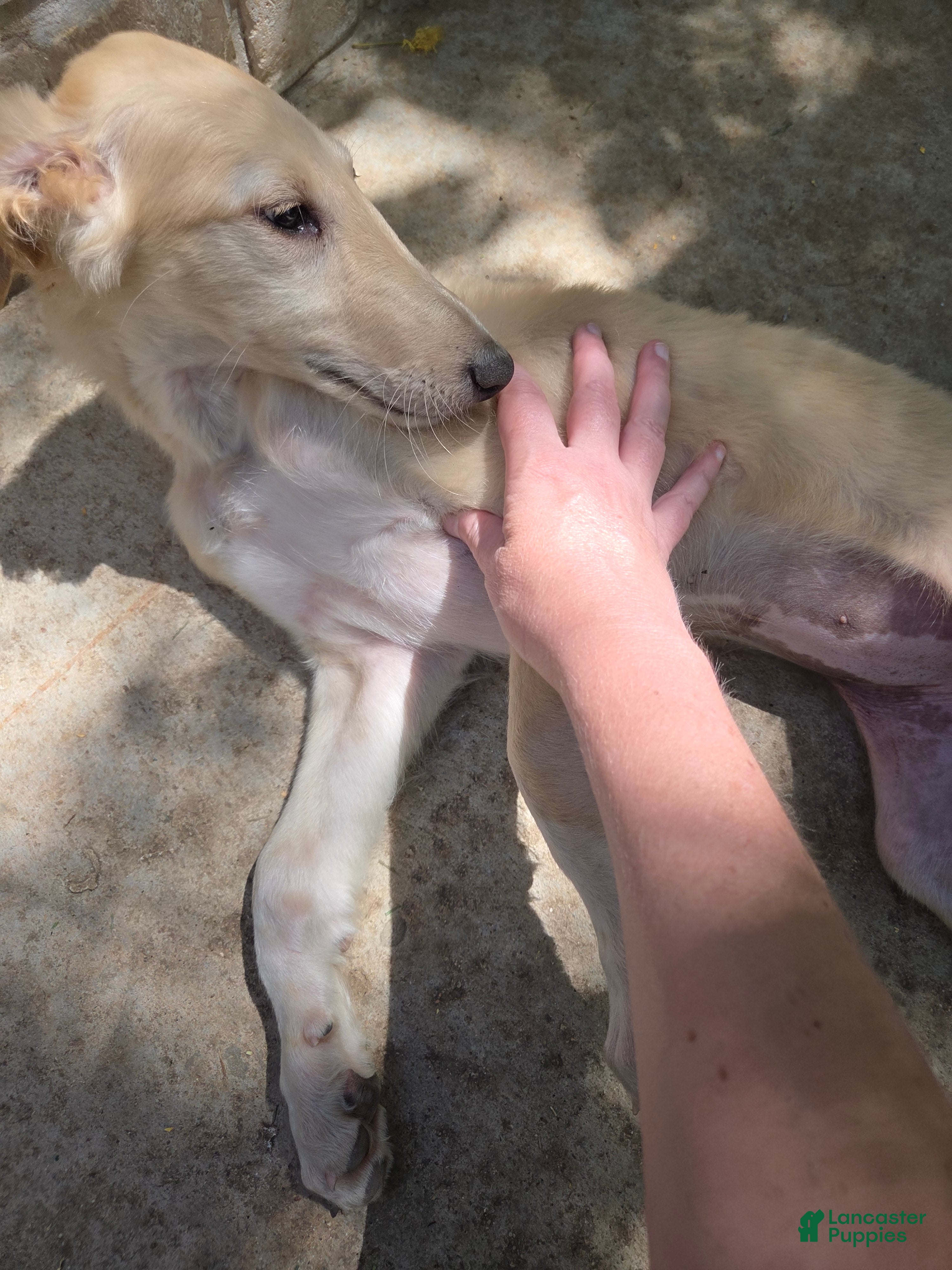 Borzoi dogs Brigitte-apri-pedigree-female - Ad 2