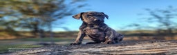 Catahoula Leopard Dog dogs for sale: Tracy II 2025 Female 4 - Ad 8