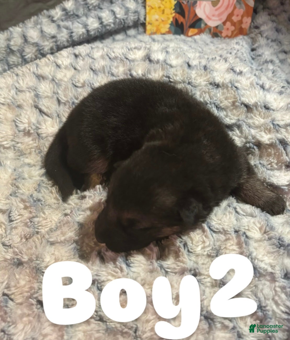 German Shepherd dogs Boy 2 - Ad 26