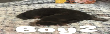 Boy 2