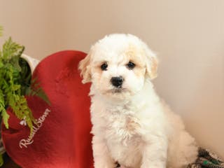 Bichpoo dogs Muffin - Ad 29