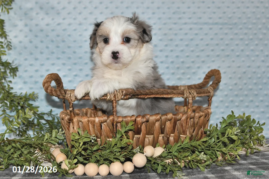 Havapoo dogs for sale: Emerson - Ad 2