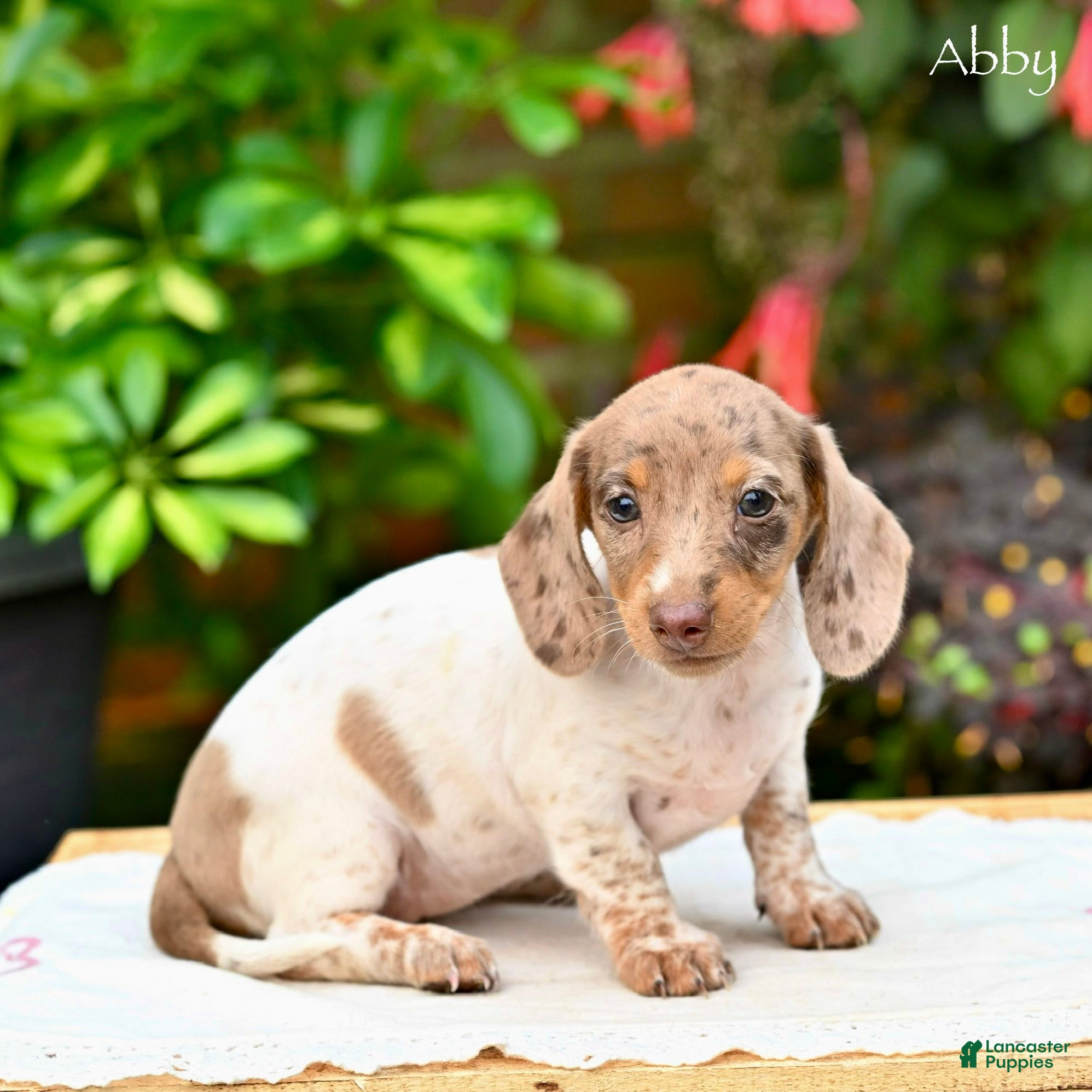 Miniature Dachshund dogs Abby - Ad 2