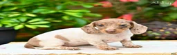 Miniature Dachshund dogs for sale: Abby - Ad 2