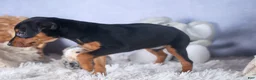 Miniature Pinscher dogs for sale: ANNIE - Ad 14