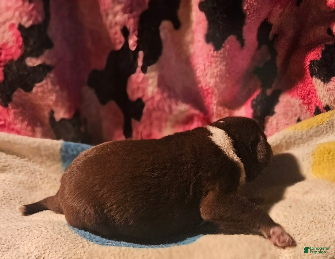 Border Collie dogs for sale: Bailey - Ad 6