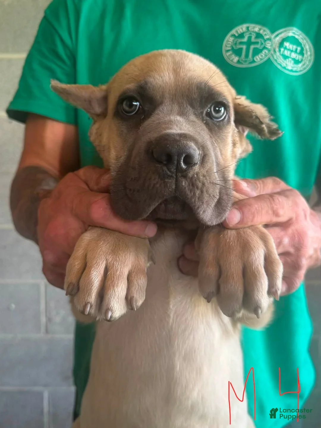 Cane Corso dogs for sale: Cane Corso 1 - Ad 2