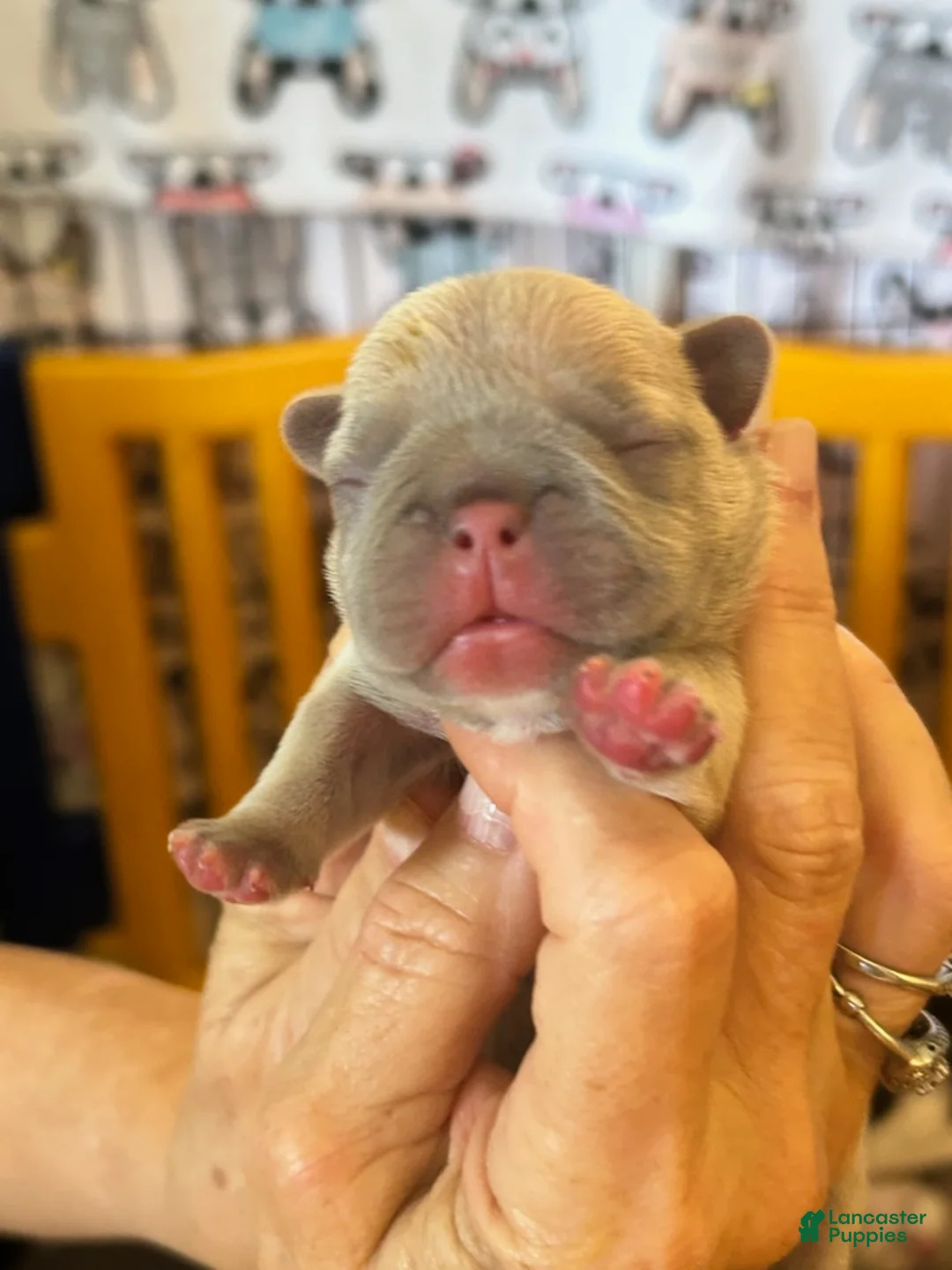 French Bulldog dogs for sale: Merle Female - Ad 1