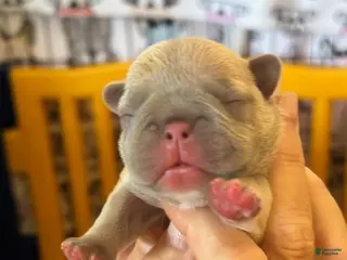 French Bulldog dogs for sale: Merle Female - Ad 2