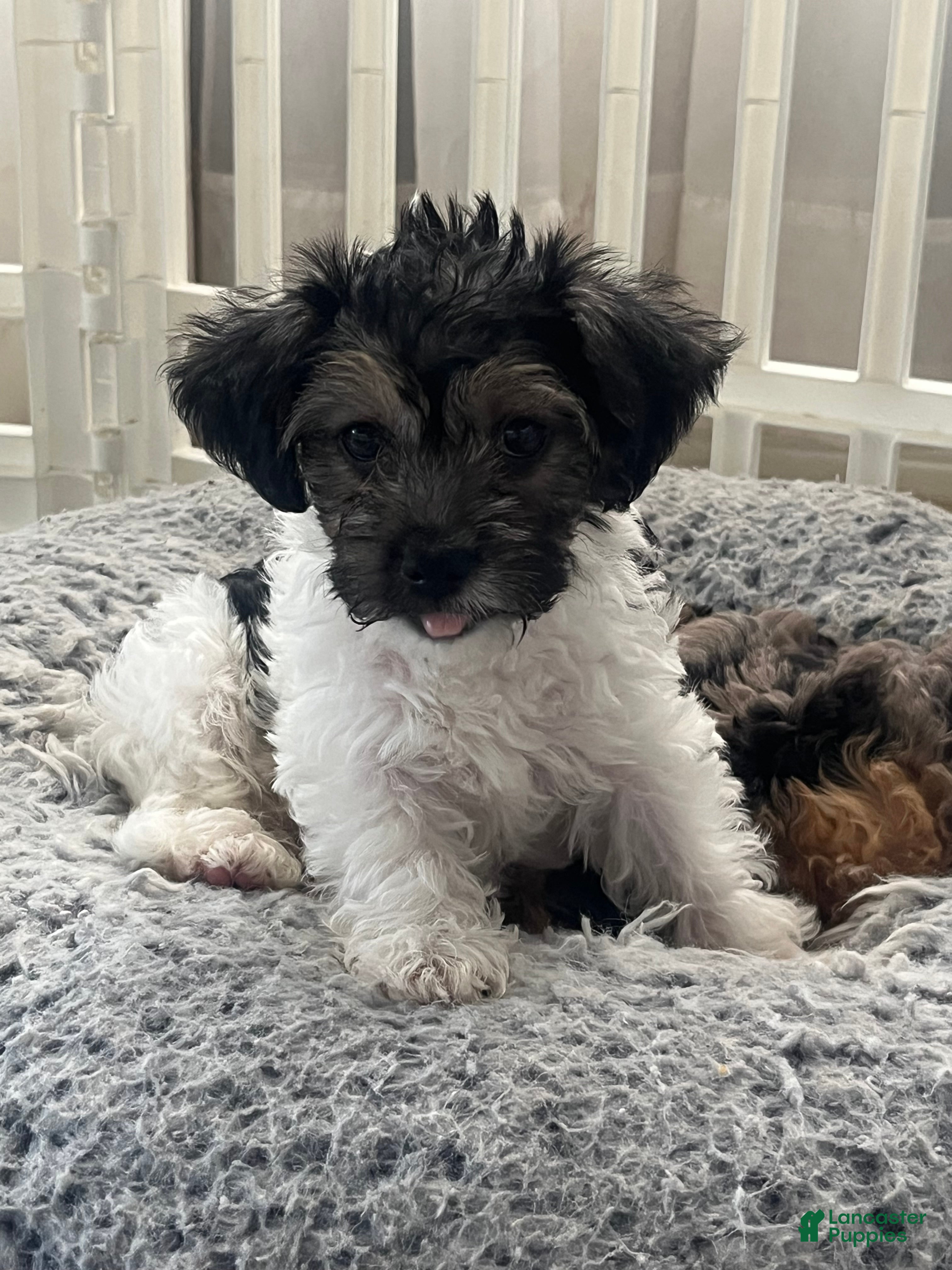 Yorkiepoo dogs Yorkiepoo Puppy 1 - Ad 16