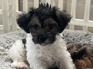 Yorkiepoo dogs Yorkiepoo Puppy 1 - Ad 5
