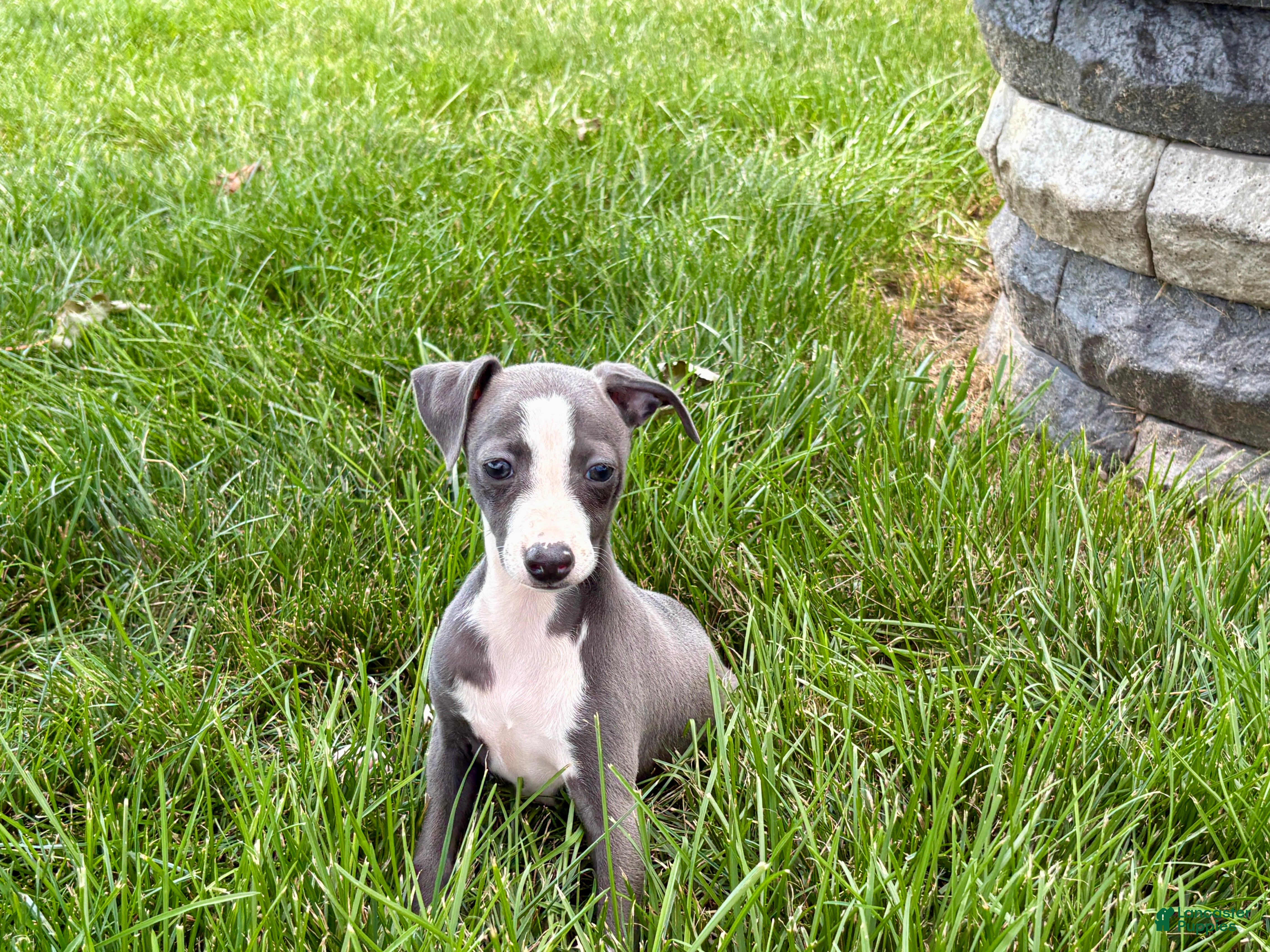 Italian Greyhound dogs Fiona - Ad 2