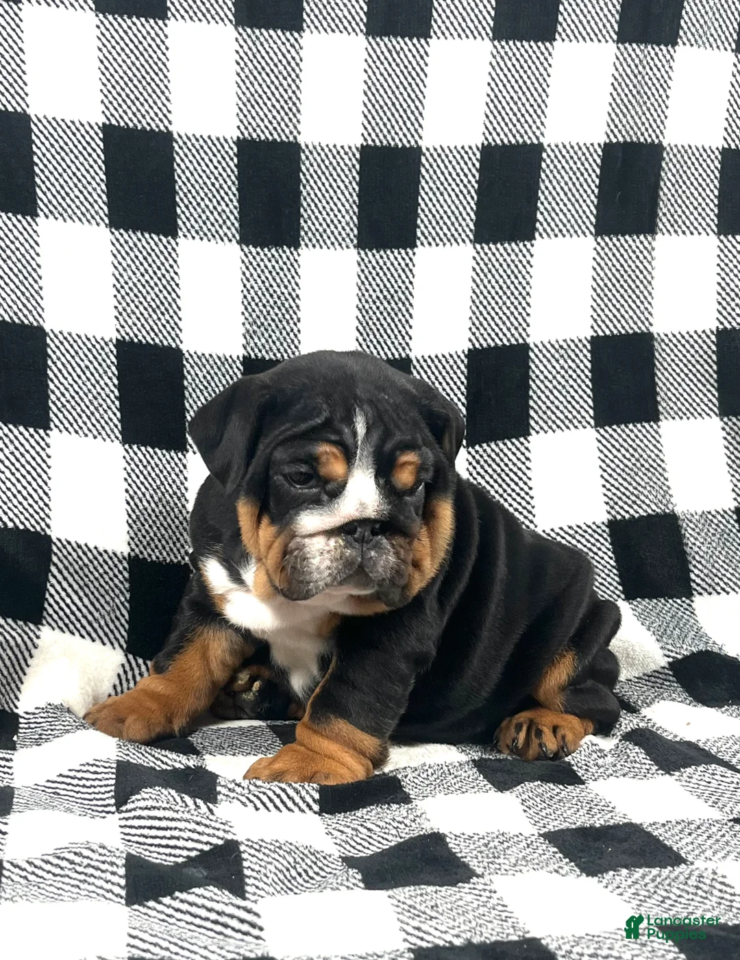 English Bulldog dogs for sale: Mabel - Ad 2