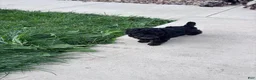Miniature Poodle dogs for sale: Miniature Poodle Puppy 1 - Ad 4