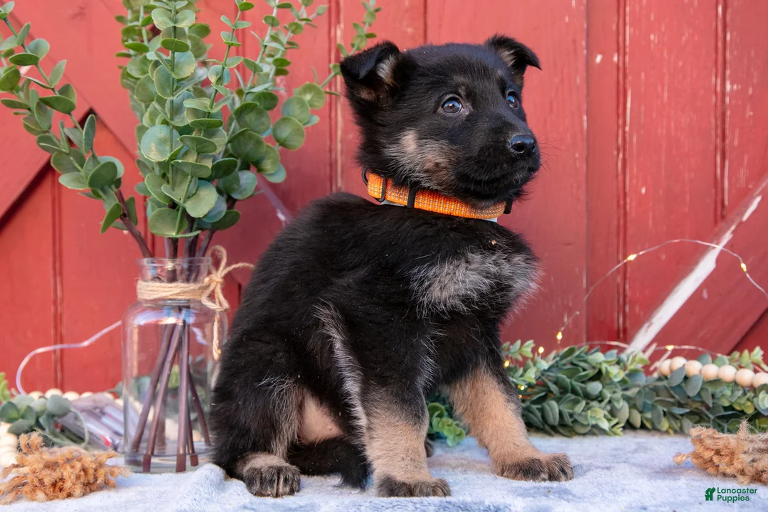 German Shepherd dogs for sale: Arlo - Ad 3