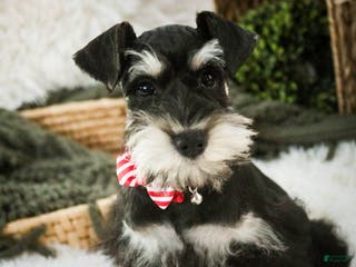 Miniature Schnauzer dogs Marina - Ad 40
