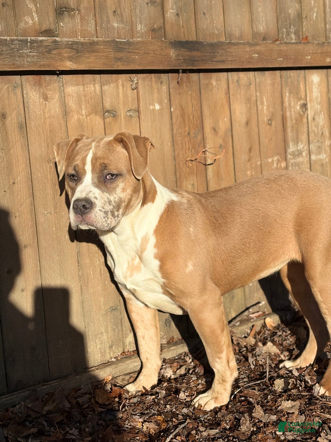 American Bully dogs for sale: Xena - Ad 2