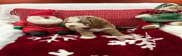 Mini Goldendoodle dogs for sale: Petite Tuxedo Mini Goldendoodle Charlie - Ad 4