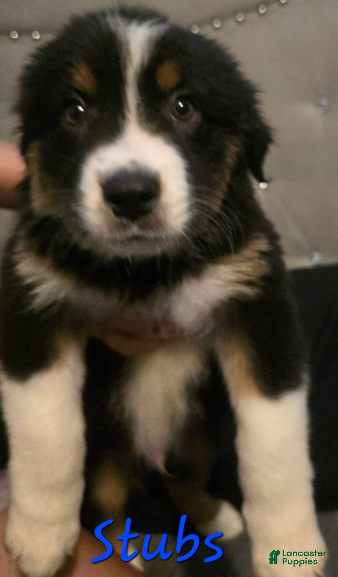 Mixed Breed dogs for sale: Male 2 (stubs) - Ad 2