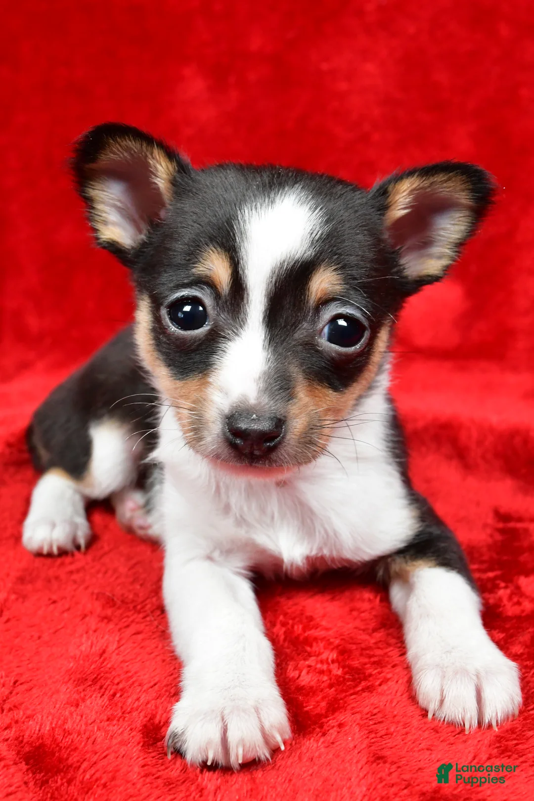 Toy Fox Terrier dogs for sale: Fern - Ad 4