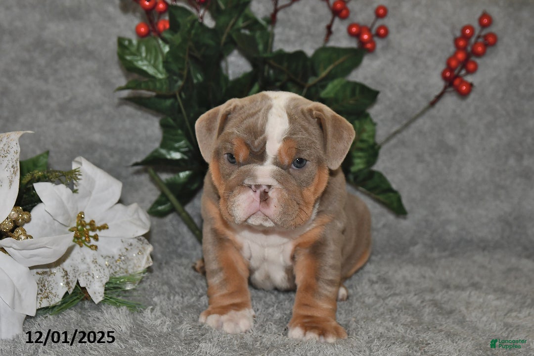 English Bulldog dogs for sale: Suntastic - Ad 3