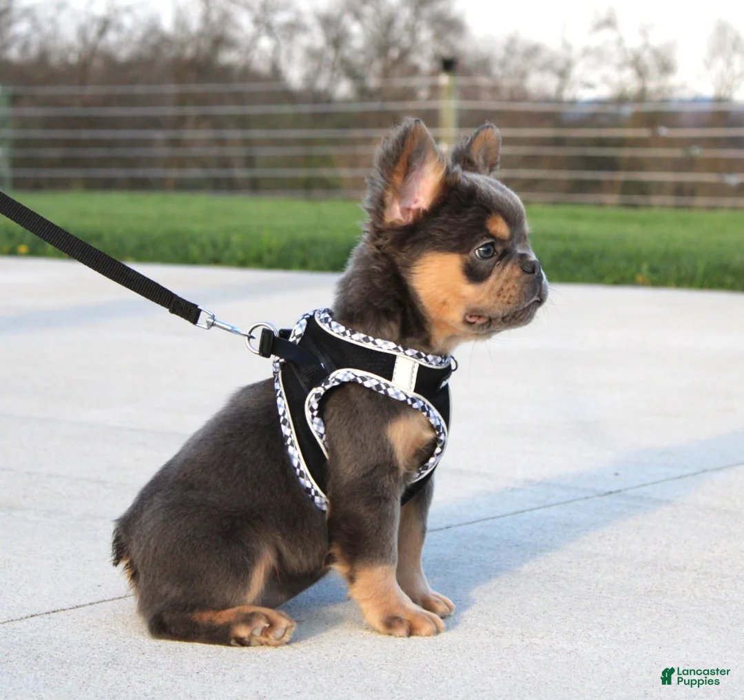 French Bulldog dogs for sale: Bryce - Ad 2