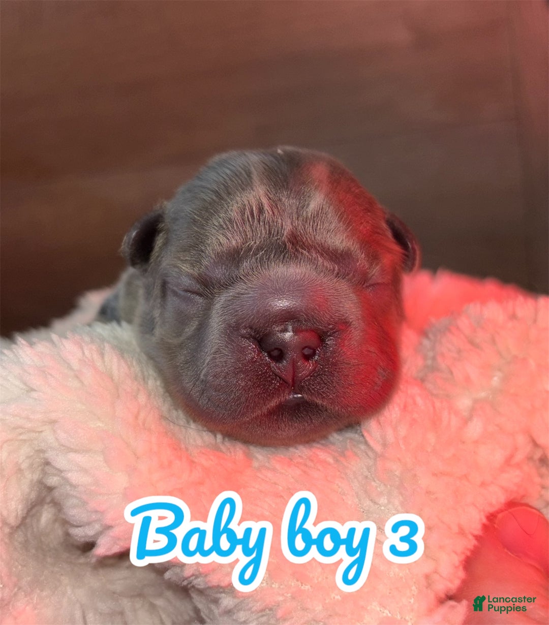 French Bulldog dogs for sale: French Bulldog Puppy 3 - Ad 1