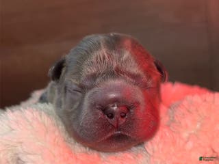 French Bulldog dogs French Bulldog Puppy 3 - Ad 33