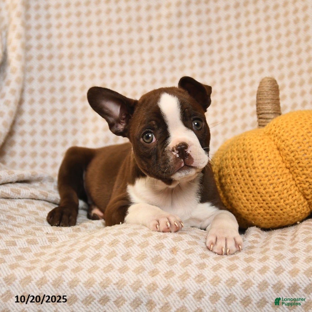 Boston Terrier dogs for sale: Cristyl - Ad 2