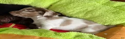 Dachshund dogs for sale: Dark Chocolate - Ad 29