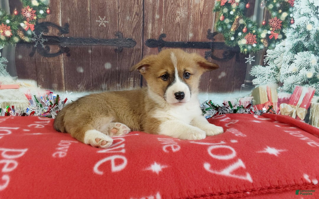 Welsh Corgi Pembroke dogs for sale: Welsh Corgi Pembroke Puppy 3 - Ad 5