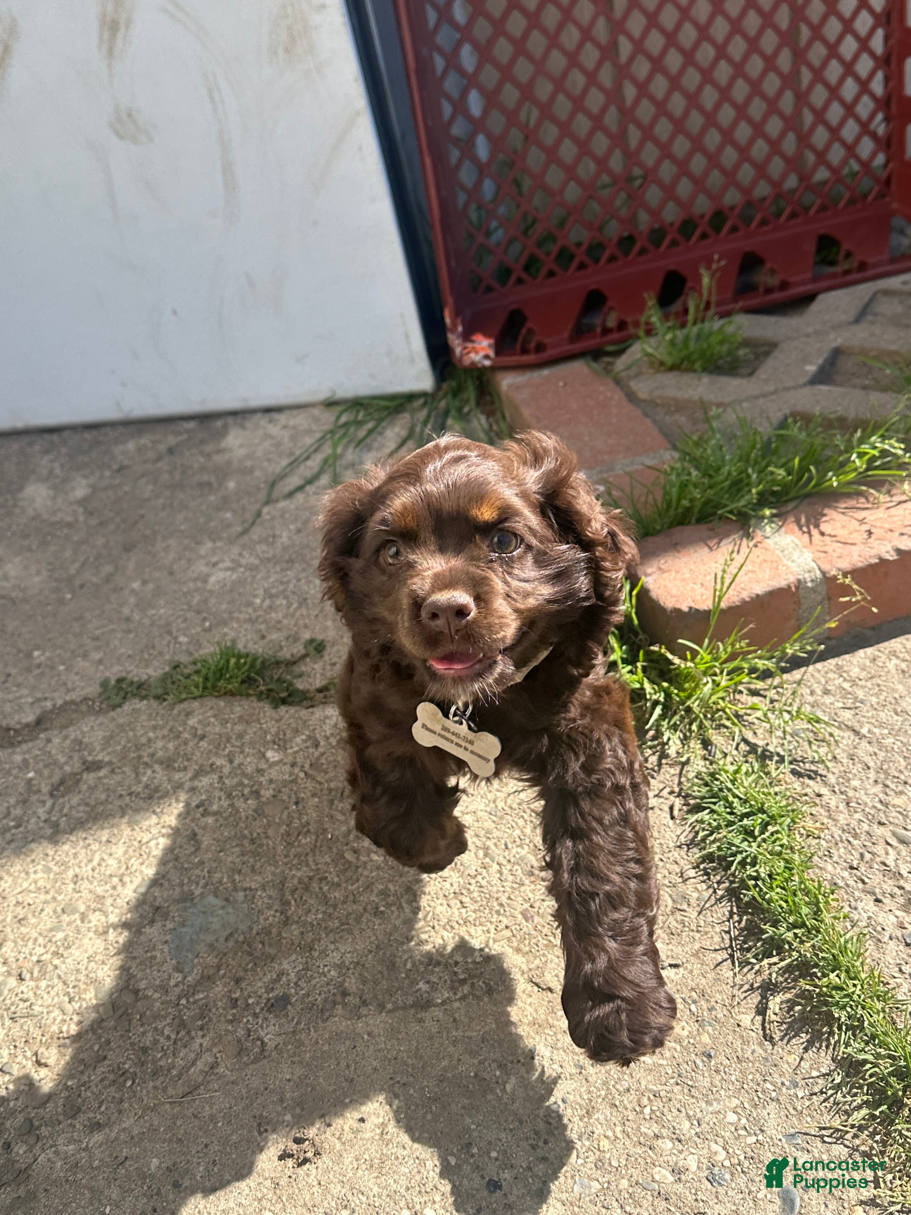 Cocker Spaniel dogs Cocker Spaniel Puppy 1 - Ad 2