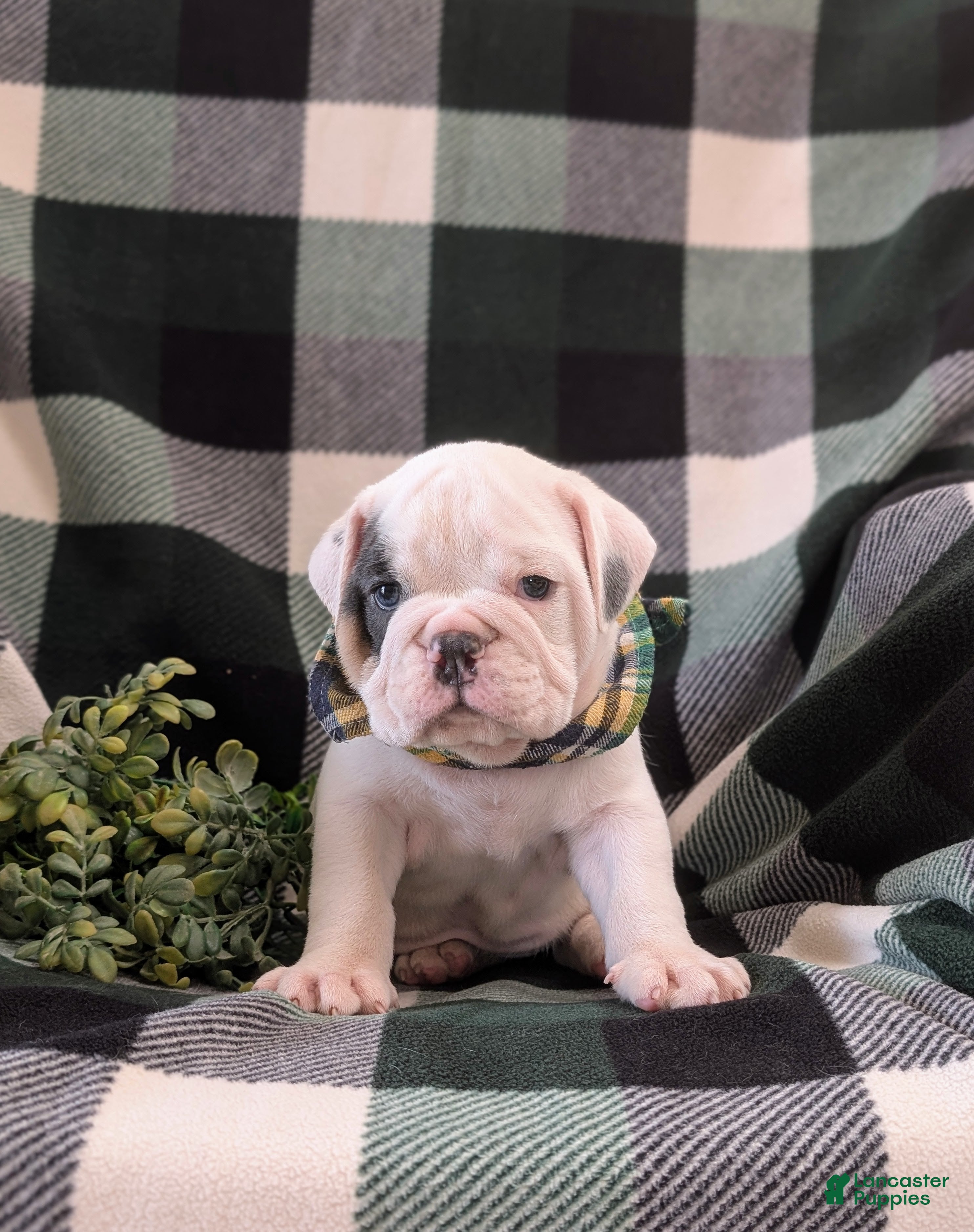 English Bulldog dogs Talbot - Ad 2